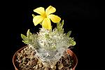 Pachypodium brevicaule innestato Cm. 5 € 22,00